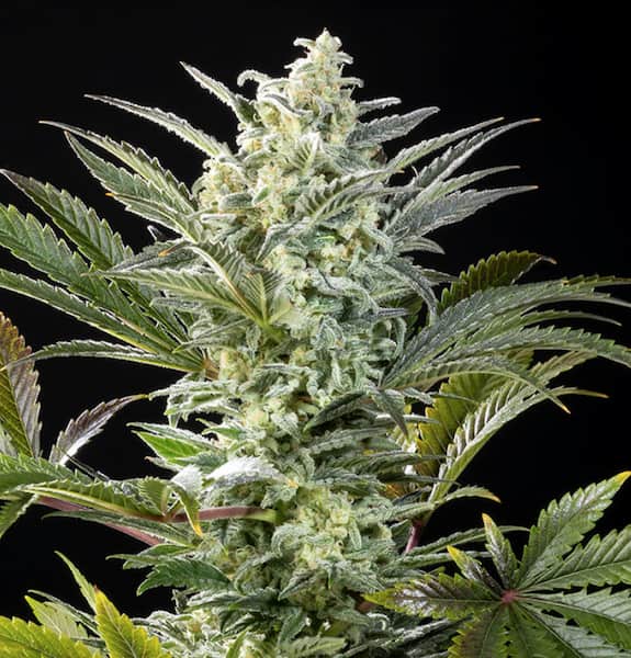 Clementine Slush Seed > Kannabia Seeds | Feminized Cannabis   |  Hybrid